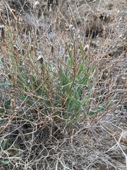 Launaea lanifera