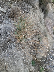 Launaea lanifera