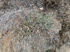 Launaea lanifera