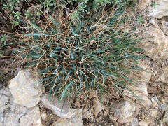 Launaea lanifera