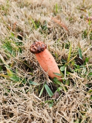 Lysurus periphragmoides