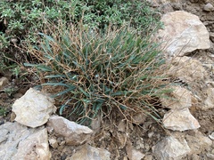 Launaea lanifera