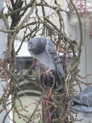 Columba livia