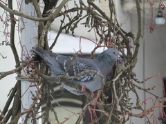 Columba livia