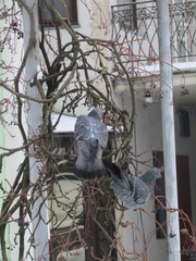 Columba livia