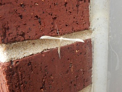 Hellinsia homodactylus