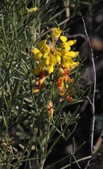 Calobota