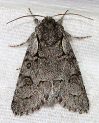 Acronicta tota