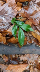 Ruscus hypoglossum