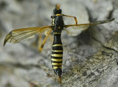 Ctenophora flaveolata