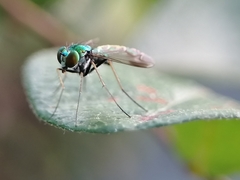 Condylostylus comatus