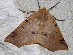 Caripeta triangulata