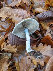 Stropharia aeruginosa