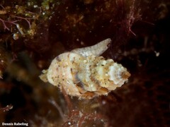 Pseudomangelia vauquelini