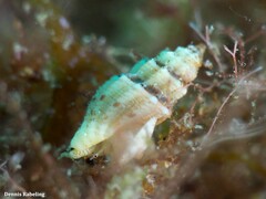 Pseudomangelia vauquelini
