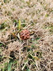 Lysurus periphragmoides