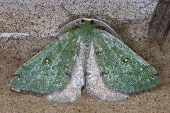 Numia bicoloraria