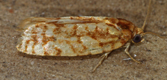 Choristoneura houstonana