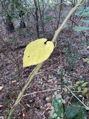 Matelea floridana