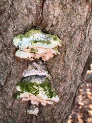 Rigidoporus populinus