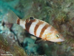 Serranus hepatus