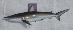 Carcharhinus isodon