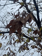 Quercus muehlenbergii