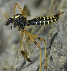 Ctenophora flaveolata