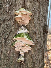 Rigidoporus populinus