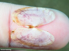 Gari costulata
