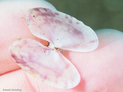 Gari costulata