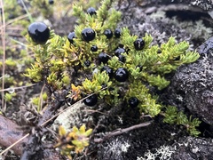 Coprosma ernodeoides