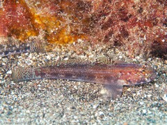 Gobius gasteveni