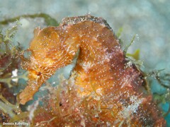 Hippocampus hippocampus