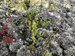 Coprosma ernodeoides