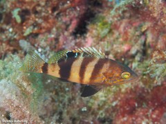 Serranus hepatus