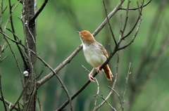Cisticola lais