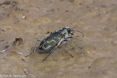 Cicindela tenuicincta