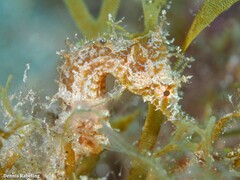 Hippocampus hippocampus