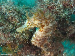 Hippocampus hippocampus