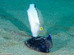 Canthigaster capistrata