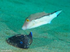 Canthigaster capistrata