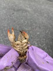 Lacunicambarus diogenes