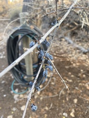 Forestiera pubescens pubescens