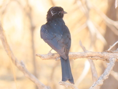 Dicrurus adsimilis apivorus