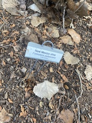 Forestiera pubescens pubescens