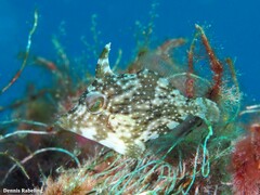 Stephanolepis hispida