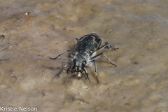 Cicindela tenuicincta