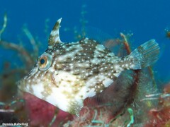 Stephanolepis hispida