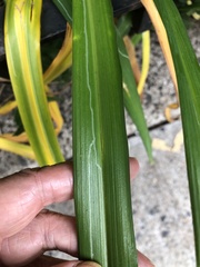 Ophiomyia kwansonis